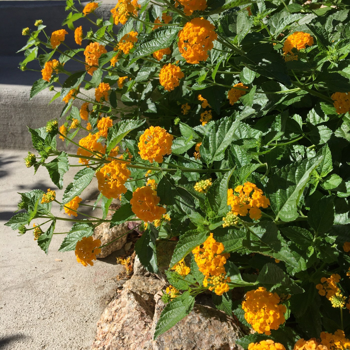 Morning Walk Flowers 2