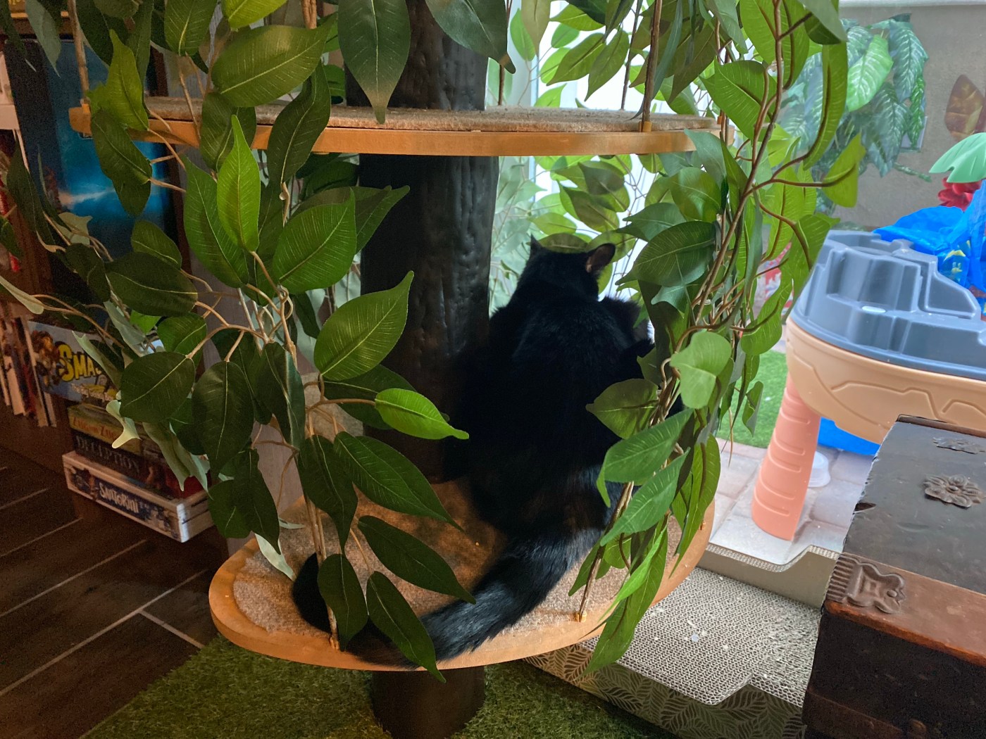 Lily the cat in her tree